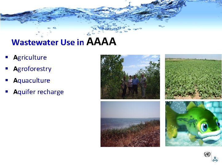 Wastewater Use in AAAA § Agriculture § Agroforestry § Aquaculture § Aquifer recharge 