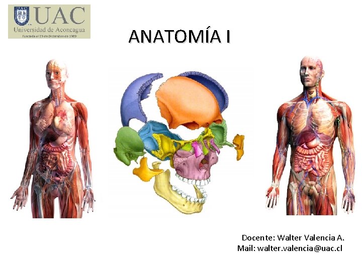 ANATOMÍA I Docente: Walter Valencia A. Mail: walter. valencia@uac. cl 