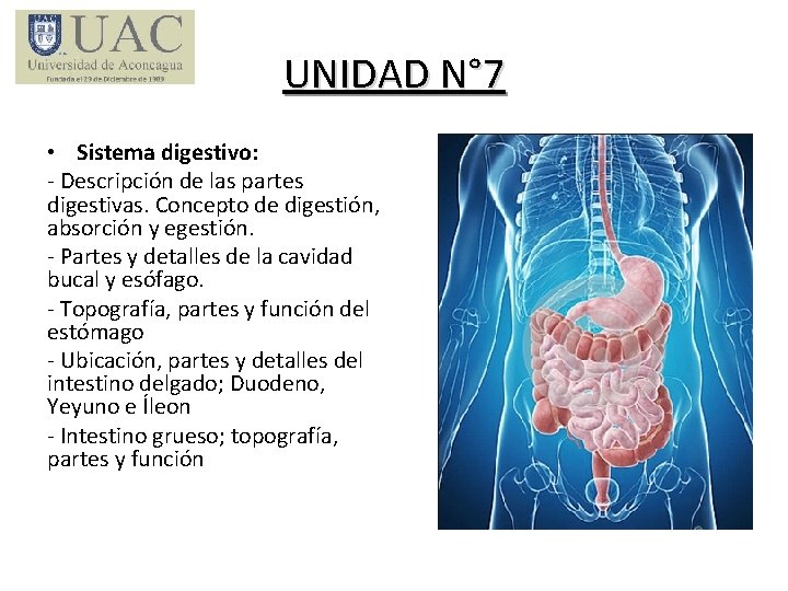 UNIDAD N° 7 • Sistema digestivo: - Descripción de las partes digestivas. Concepto de