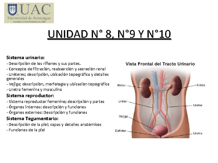 UNIDAD N° 8, N° 9 Y N° 10 Sistema urinario: - Descripción de los