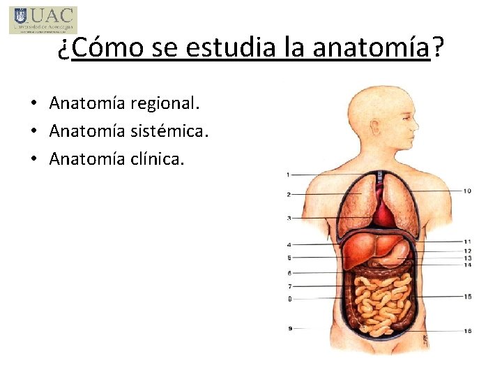 ¿Cómo se estudia la anatomía? • Anatomía regional. • Anatomía sistémica. • Anatomía clínica.