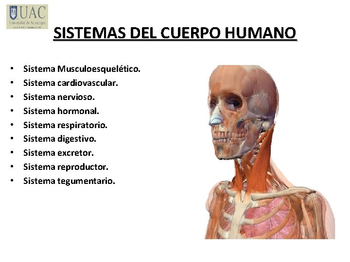 SISTEMAS DEL CUERPO HUMANO • • • Sistema Musculoesquelético. Sistema cardiovascular. Sistema nervioso. Sistema