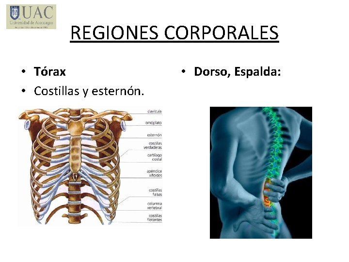 REGIONES CORPORALES • Tórax • Costillas y esternón. • Dorso, Espalda: 