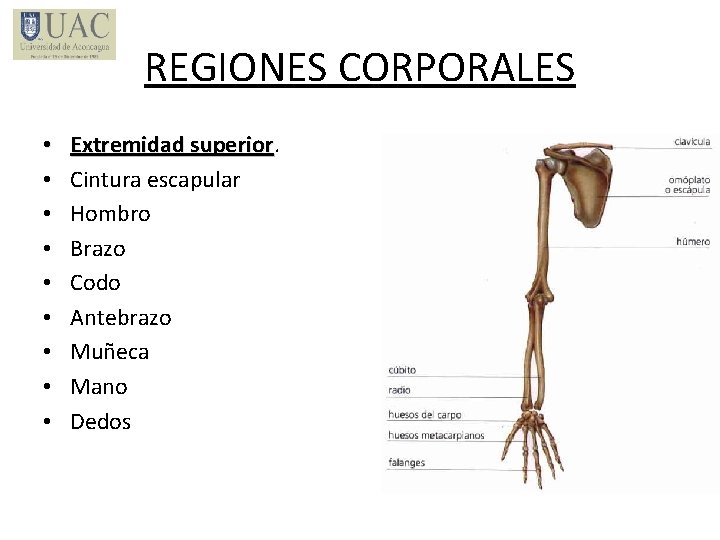 REGIONES CORPORALES • • • Extremidad superior Cintura escapular Hombro Brazo Codo Antebrazo Muñeca