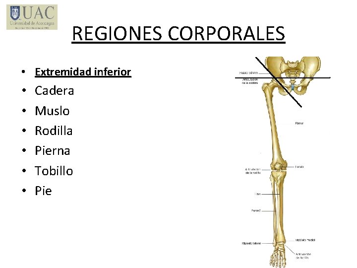REGIONES CORPORALES • Extremidad inferior • • • Cadera Muslo Rodilla Pierna Tobillo Pie