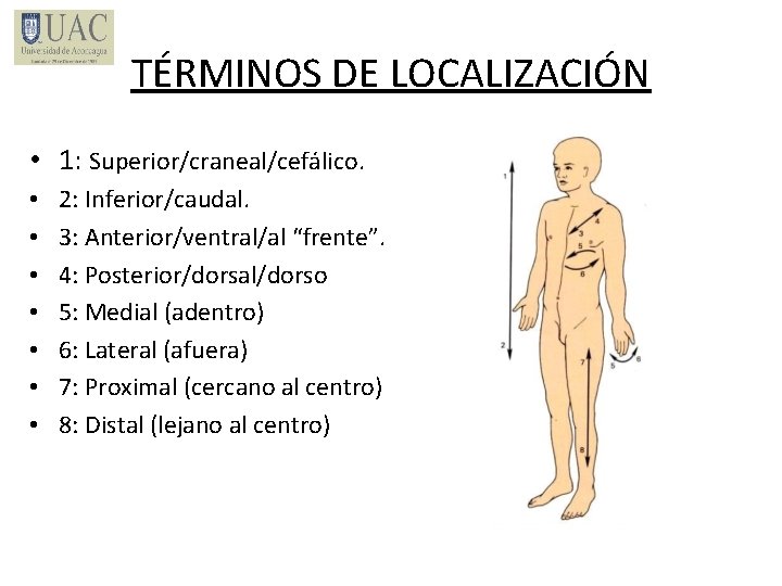 TÉRMINOS DE LOCALIZACIÓN • 1: Superior/craneal/cefálico. • • 2: Inferior/caudal. 3: Anterior/ventral/al “frente”. 4: