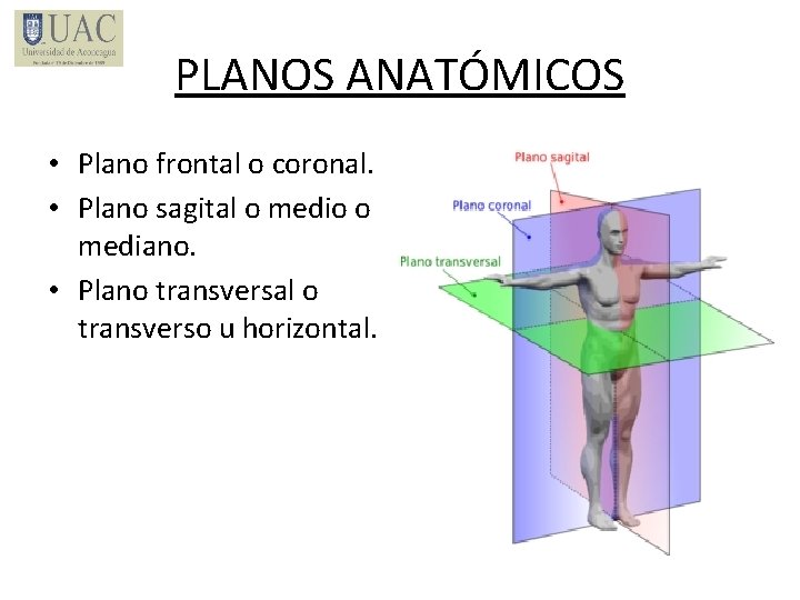 PLANOS ANATÓMICOS • Plano frontal o coronal. • Plano sagital o medio o mediano.