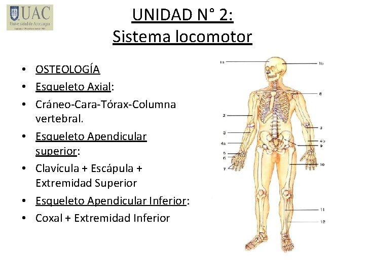 UNIDAD N° 2: Sistema locomotor • OSTEOLOGÍA • Esqueleto Axial: • Cráneo-Cara-Tórax-Columna vertebral. •