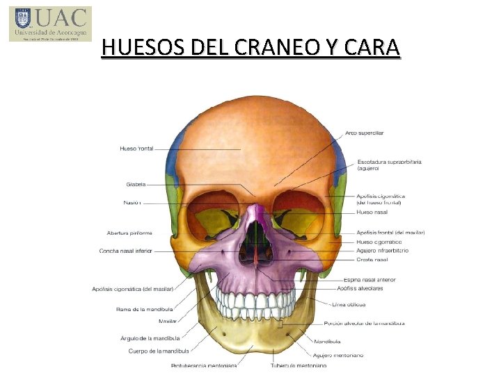 HUESOS DEL CRANEO Y CARA 