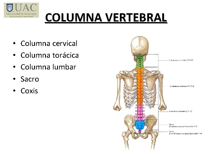 COLUMNA VERTEBRAL • • • Columna cervical Columna torácica Columna lumbar Sacro Coxis 