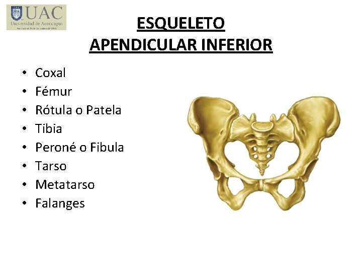 ESQUELETO APENDICULAR INFERIOR • • Coxal Fémur Rótula o Patela Tibia Peroné o Fibula