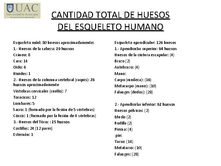 CANTIDAD TOTAL DE HUESOS DEL ESQUELETO HUMANO Esqueleto axial: 80 huesos aproximadamente: 1. -