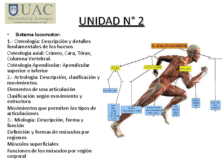 UNIDAD N° 2 • Sistema locomotor: 1. - Osteología: Descripción y detalles fundamentales de