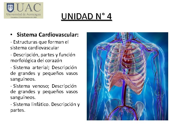 UNIDAD N° 4 • Sistema Cardiovascular: - Estructuras que forman el sistema cardiovascular -