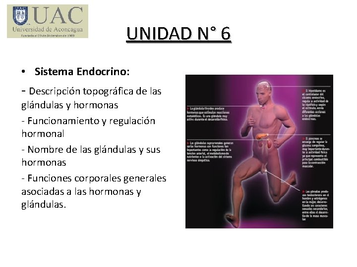 UNIDAD N° 6 • Sistema Endocrino: - Descripción topográfica de las glándulas y hormonas