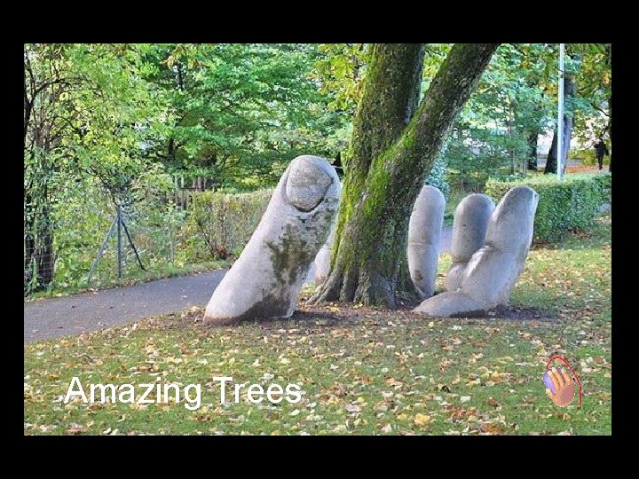 Amazing Trees 