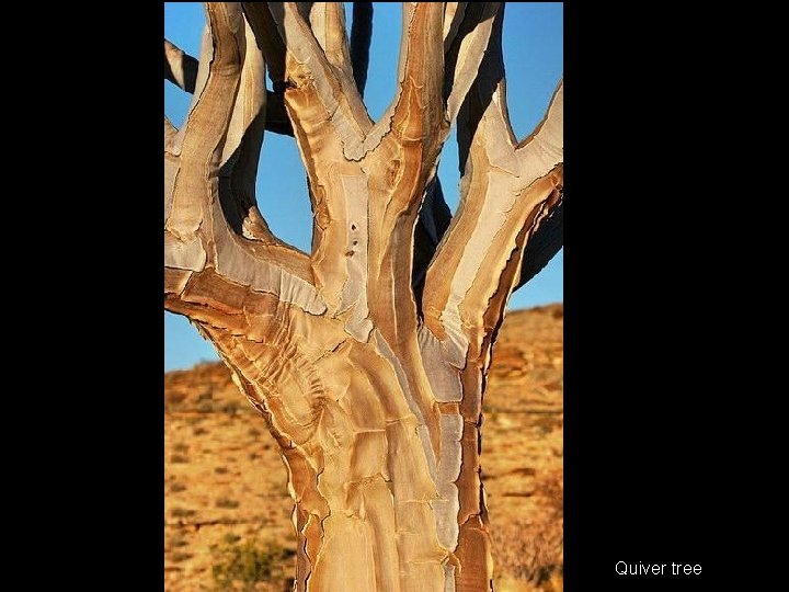  Quiver tree 