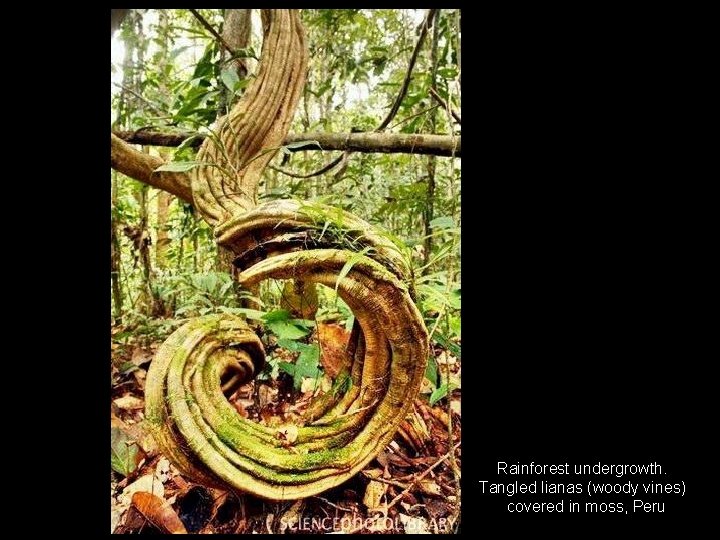 Rainforest undergrowth. Tangled lianas (woody vines) covered in moss, Peru 