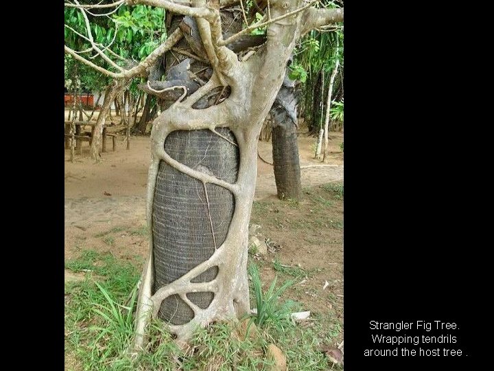 Strangler Fig Tree. Wrapping tendrils around the host tree. 