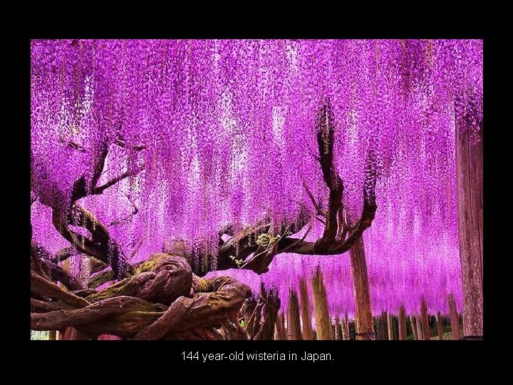  144 year-old wisteria in Japan. 