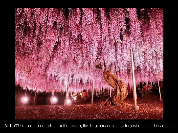 At 1, 990 square meters (about half an acre), this huge wisteria is the