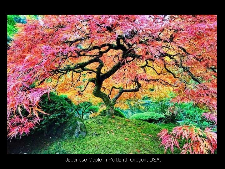  Japanese Maple in Portland, Oregon, USA. 