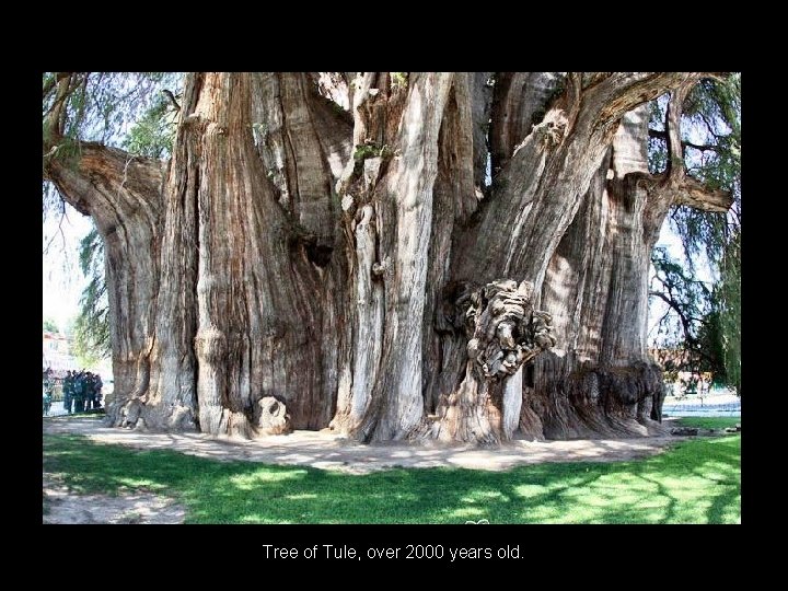  Tree of Tule, over 2000 years old. 