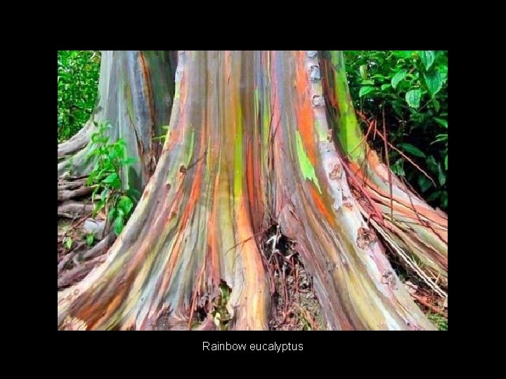  Rainbow eucalyptus 