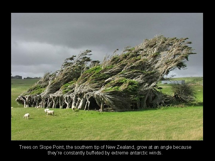 Trees on Slope Point, the southern tip of New Zealand, grow at an angle