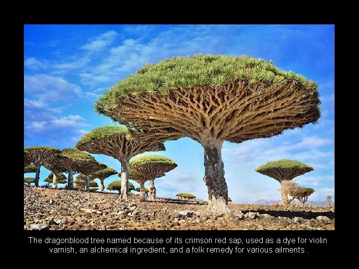 The dragonblood tree named because of its crimson red sap, used as a dye