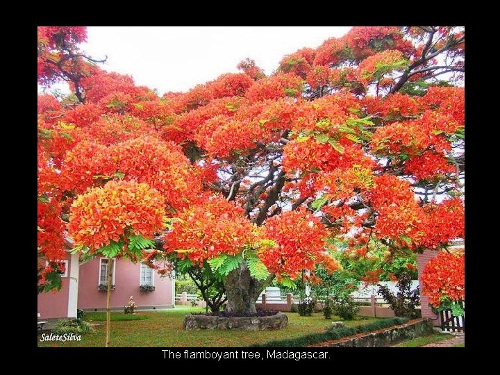 The flamboyant tree, Madagascar. 