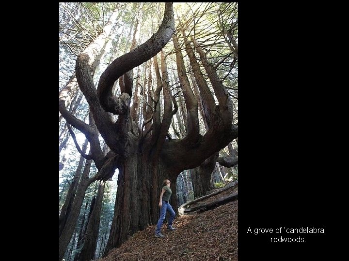 A grove of ‘candelabra’ redwoods. 