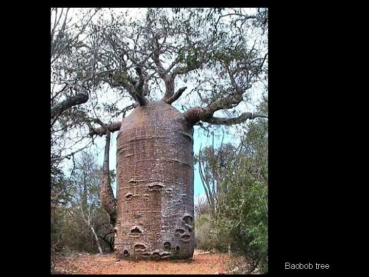  Baobob tree 