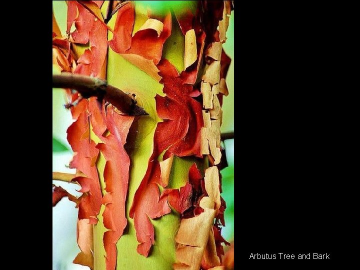 Arbutus Tree and Bark 