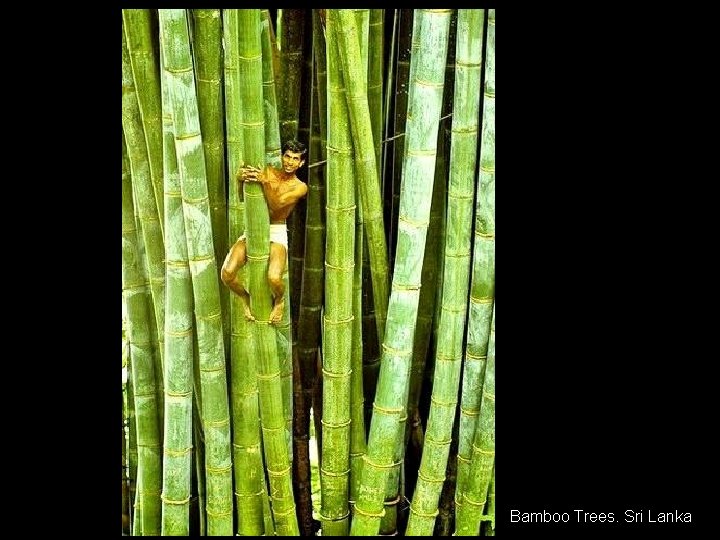  Bamboo Trees. Sri Lanka 