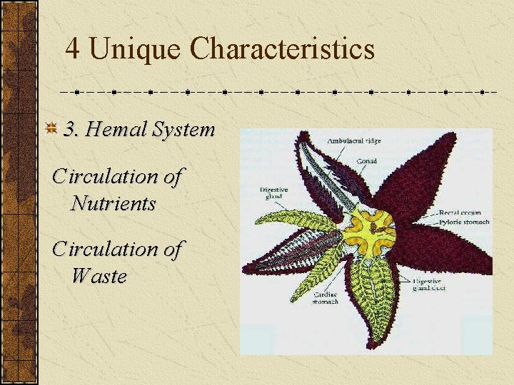 4 Unique Characteristics 3. Hemal System Circulation of Nutrients Circulation of Waste 