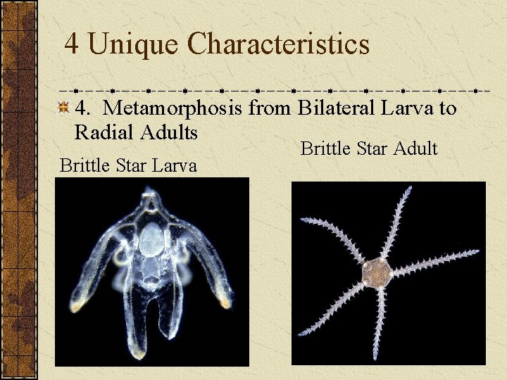 4 Unique Characteristics 4. Metamorphosis from Bilateral Larva to Radial Adults Brittle Star Larva