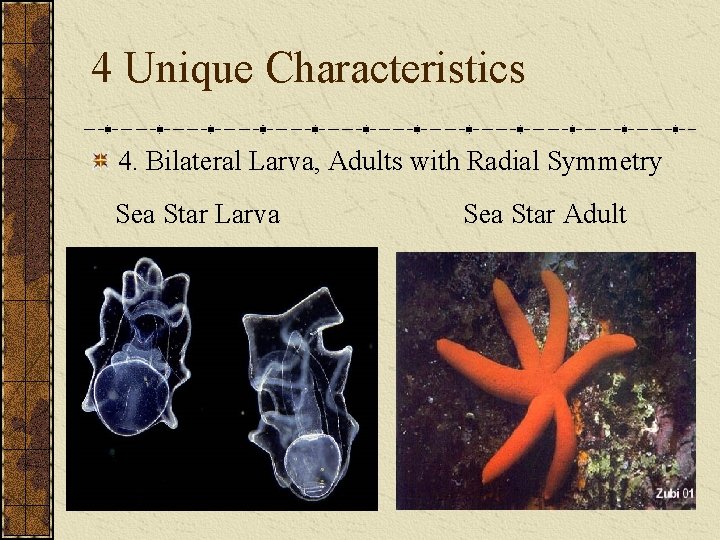 4 Unique Characteristics 4. Bilateral Larva, Adults with Radial Symmetry Sea Star Larva Sea