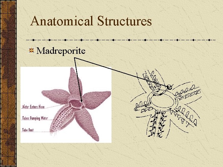 Anatomical Structures Madreporite 