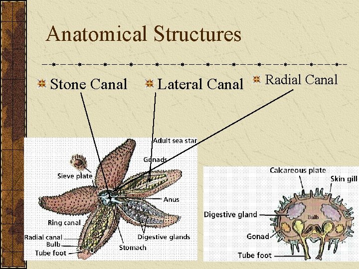 Anatomical Structures Stone Canal Lateral Canal Radial Canal 