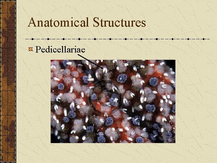 Anatomical Structures Pedicellariae 