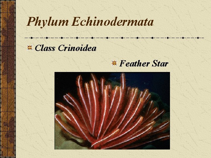 Phylum Echinodermata Class Crinoidea Feather Star 