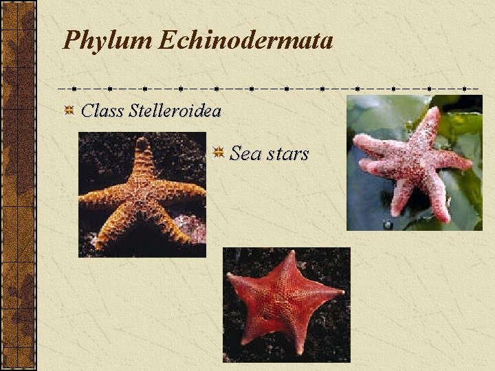 Phylum Echinodermata Class Stelleroidea Sea stars 