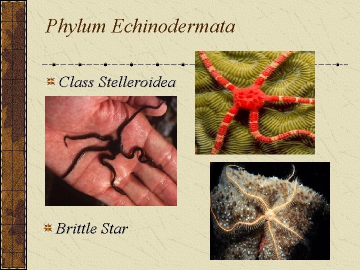Phylum Echinodermata Class Stelleroidea Brittle Star 