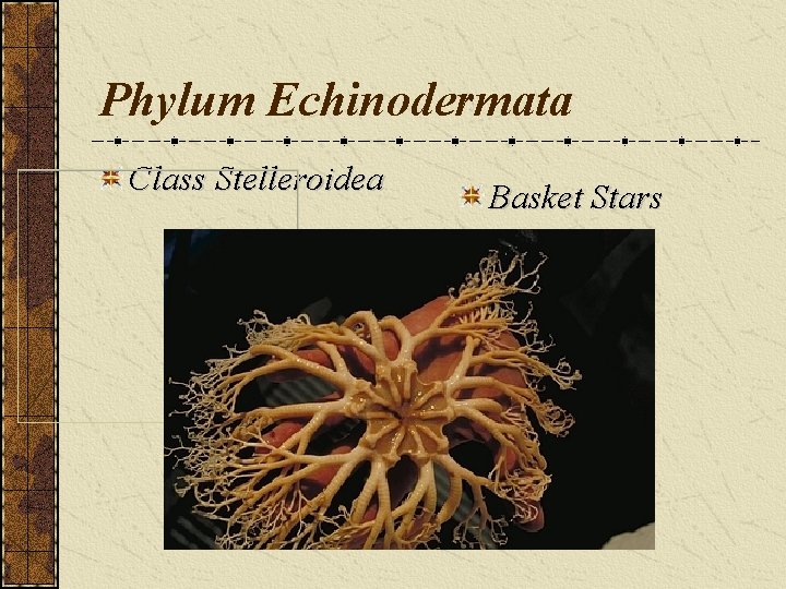 Phylum Echinodermata Class Stelleroidea Basket Stars 