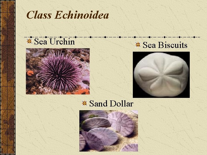 Class Echinoidea Sea Urchin Sea Biscuits Sand Dollar 