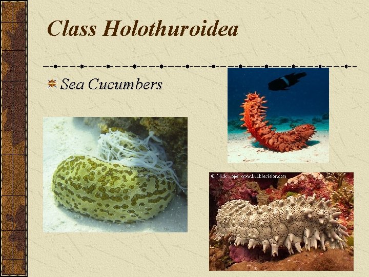 Class Holothuroidea Sea Cucumbers 