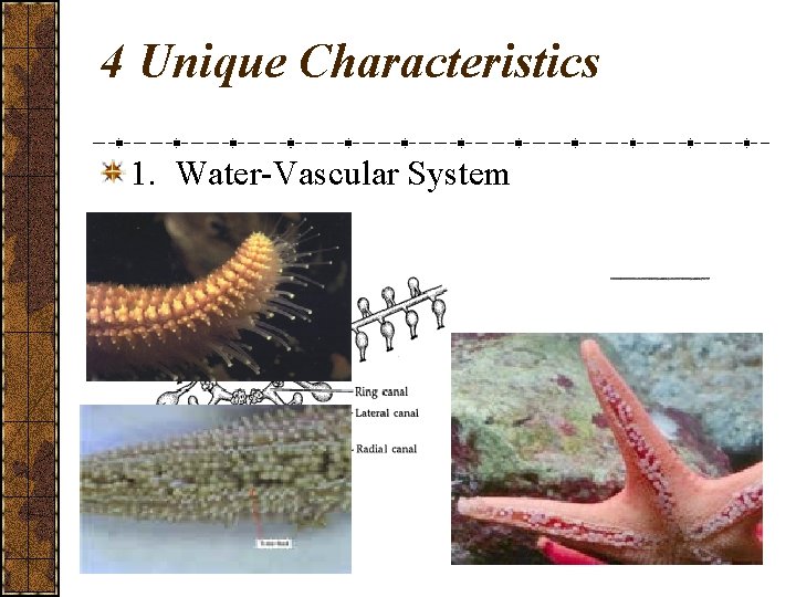 4 Unique Characteristics 1. Water-Vascular System 