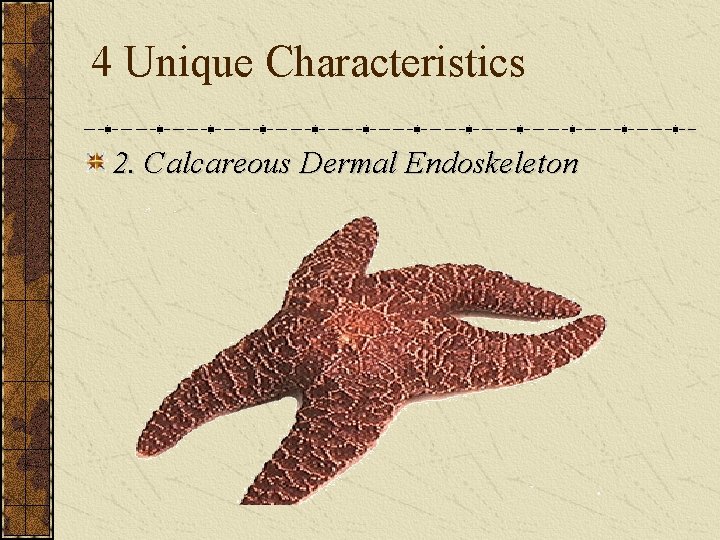 4 Unique Characteristics 2. Calcareous Dermal Endoskeleton 