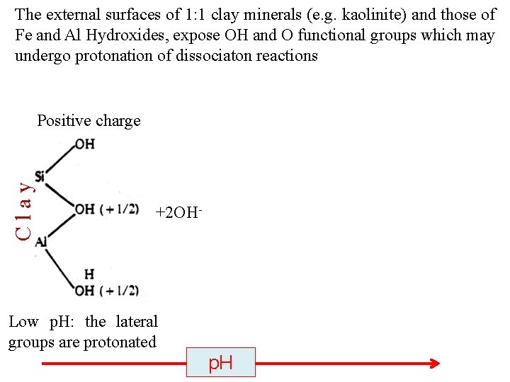 The external surfaces of 1: 1 clay minerals (e. g. kaolinite) and those of